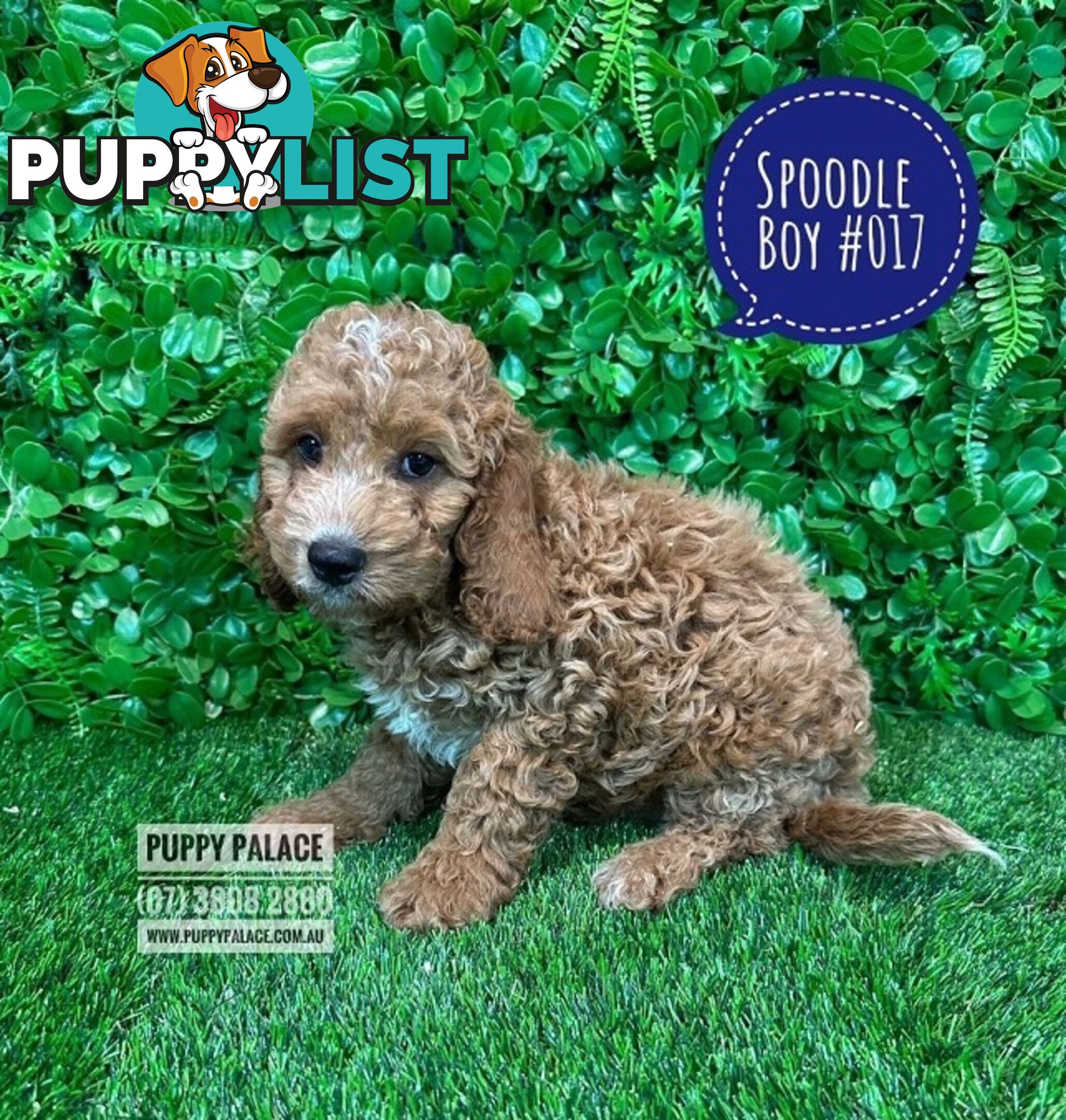 Spoodle - (2nd Generation). At Puppy Palace Pet shop, Underwood. Brisbane