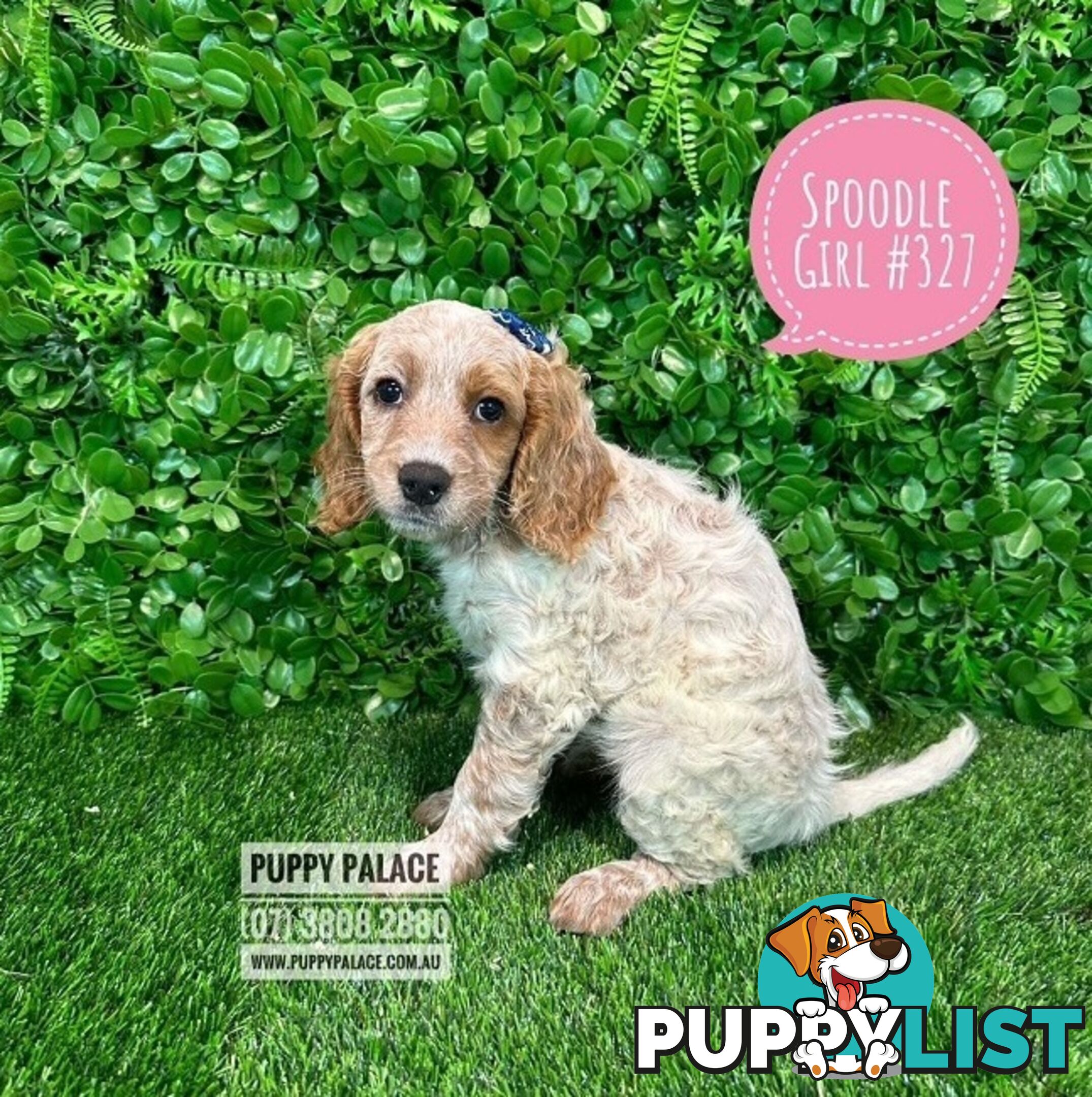 Spoodle - (2nd Generation). At Puppy Palace Pet shop, Underwood. Brisbane