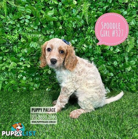 Spoodle - (2nd Generation). At Puppy Palace Pet shop, Underwood. Brisbane