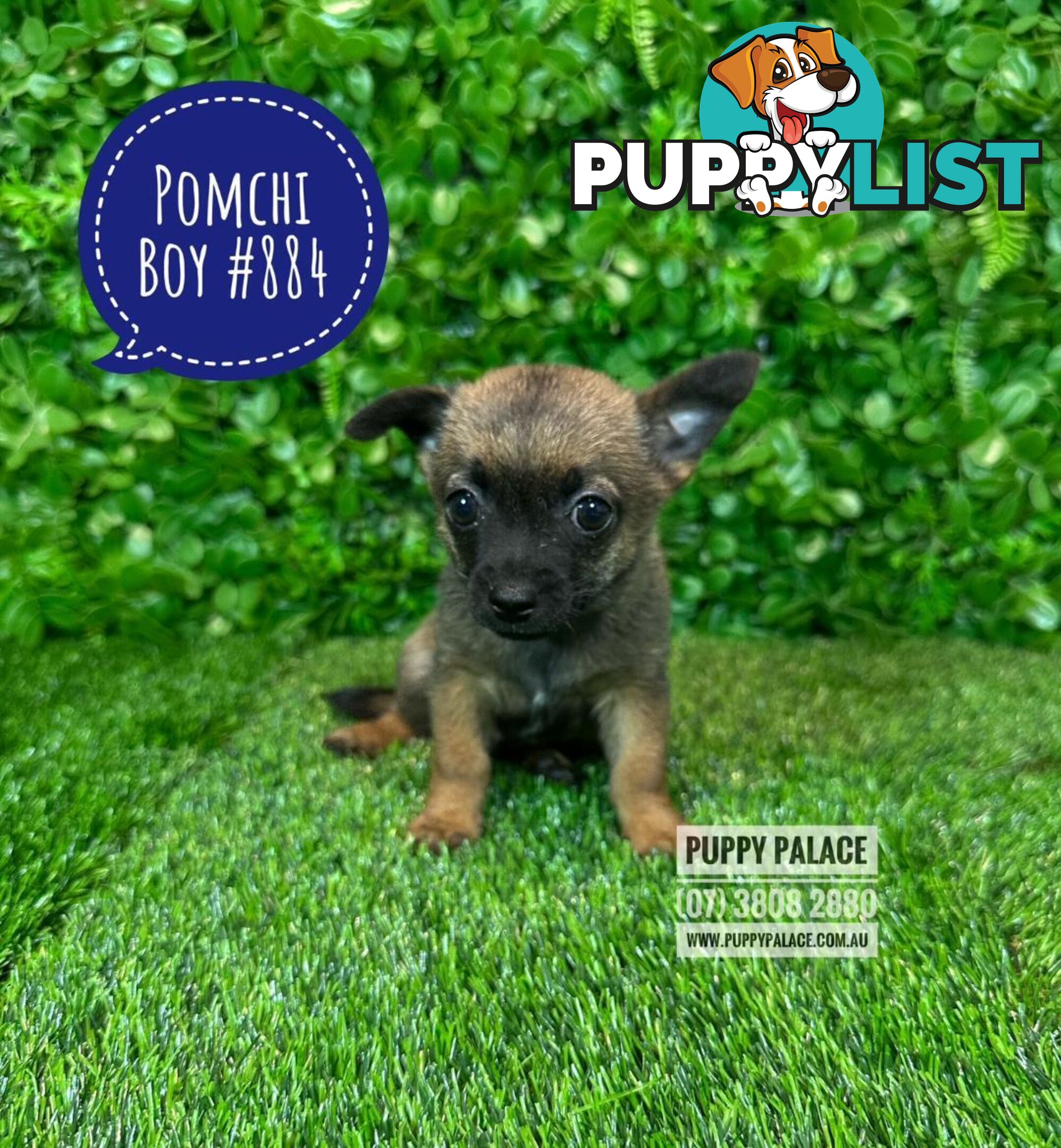 Pomchi (Pomeranian x Chihuahua) - At Puppy Palace Pet Shop Brisbane