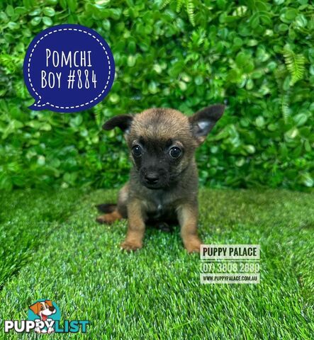 Pomchi (Pomeranian x Chihuahua) - At Puppy Palace Pet Shop Brisbane