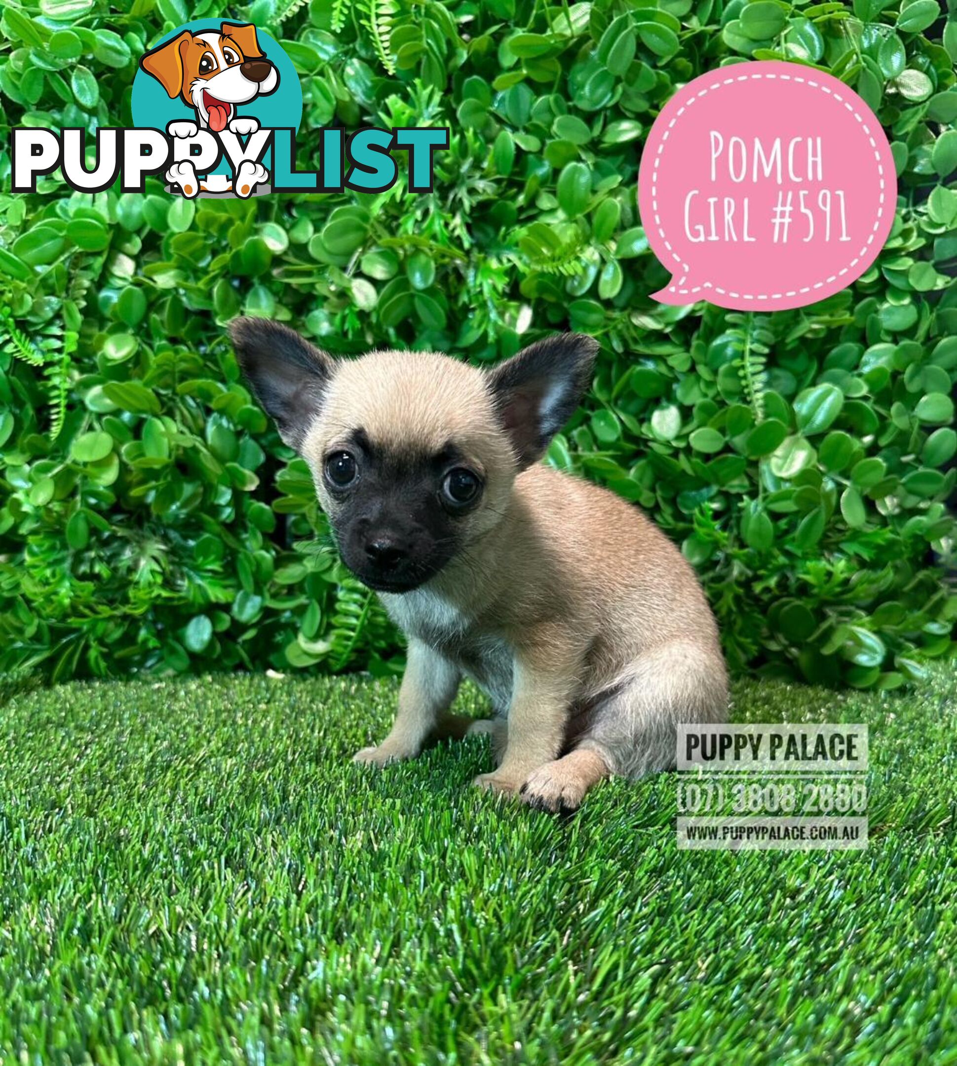 Pomchi (Pomeranian x Chihuahua) - At Puppy Palace Pet Shop Brisbane