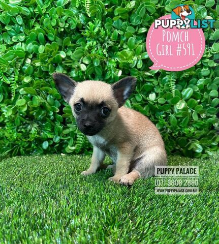 Pomchi (Pomeranian x Chihuahua) - At Puppy Palace Pet Shop Brisbane