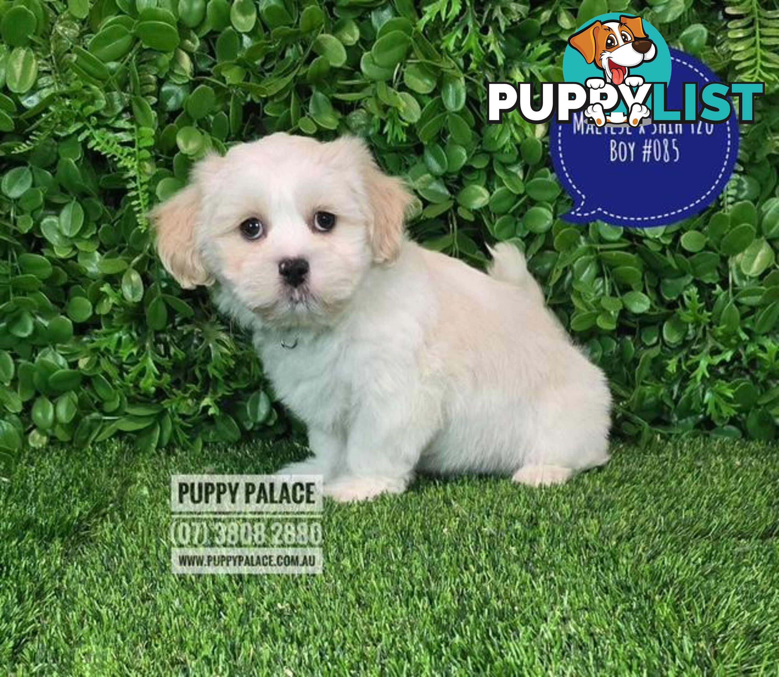 Maltese X Shih Tzu - Boys. We are in store at Puppy Palace Pet Shop, Underwood