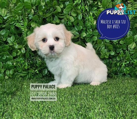 Maltese X Shih Tzu - Boys. We are in store at Puppy Palace Pet Shop, Underwood