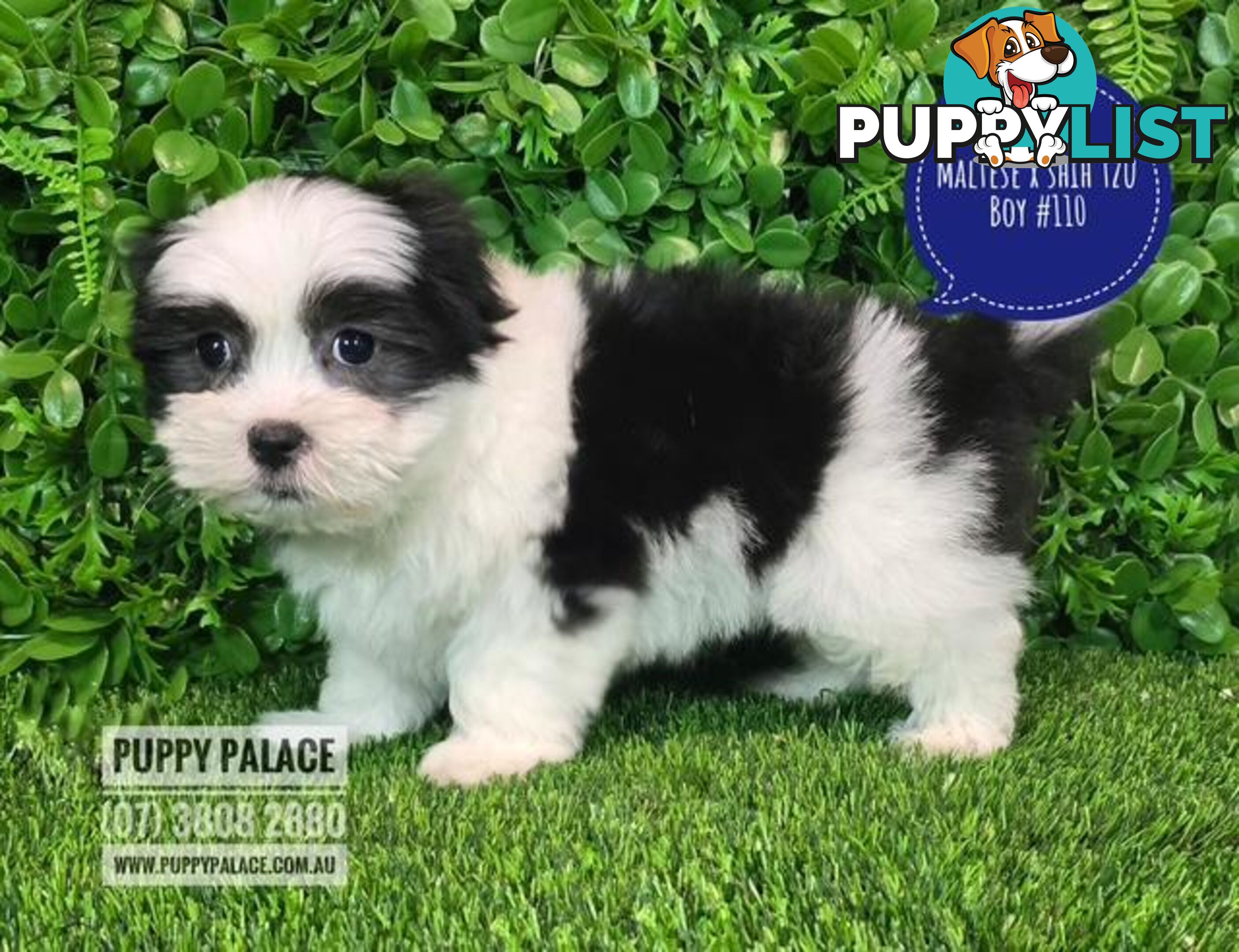 Maltese X Shih Tzu - Boys. We are in store at Puppy Palace Pet Shop, Underwood