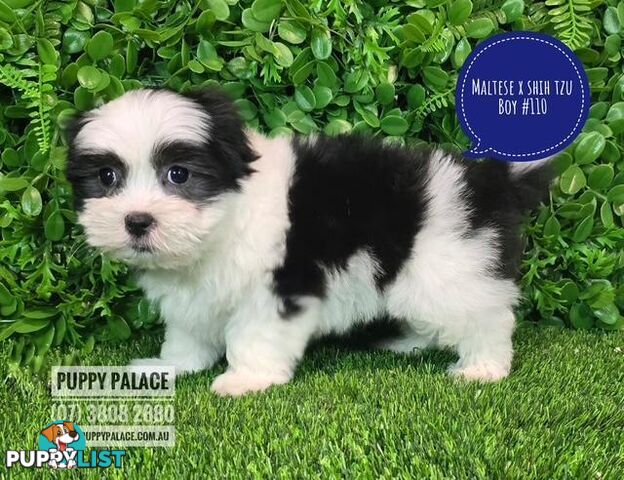 Maltese X Shih Tzu - Boys. We are in store at Puppy Palace Pet Shop, Underwood