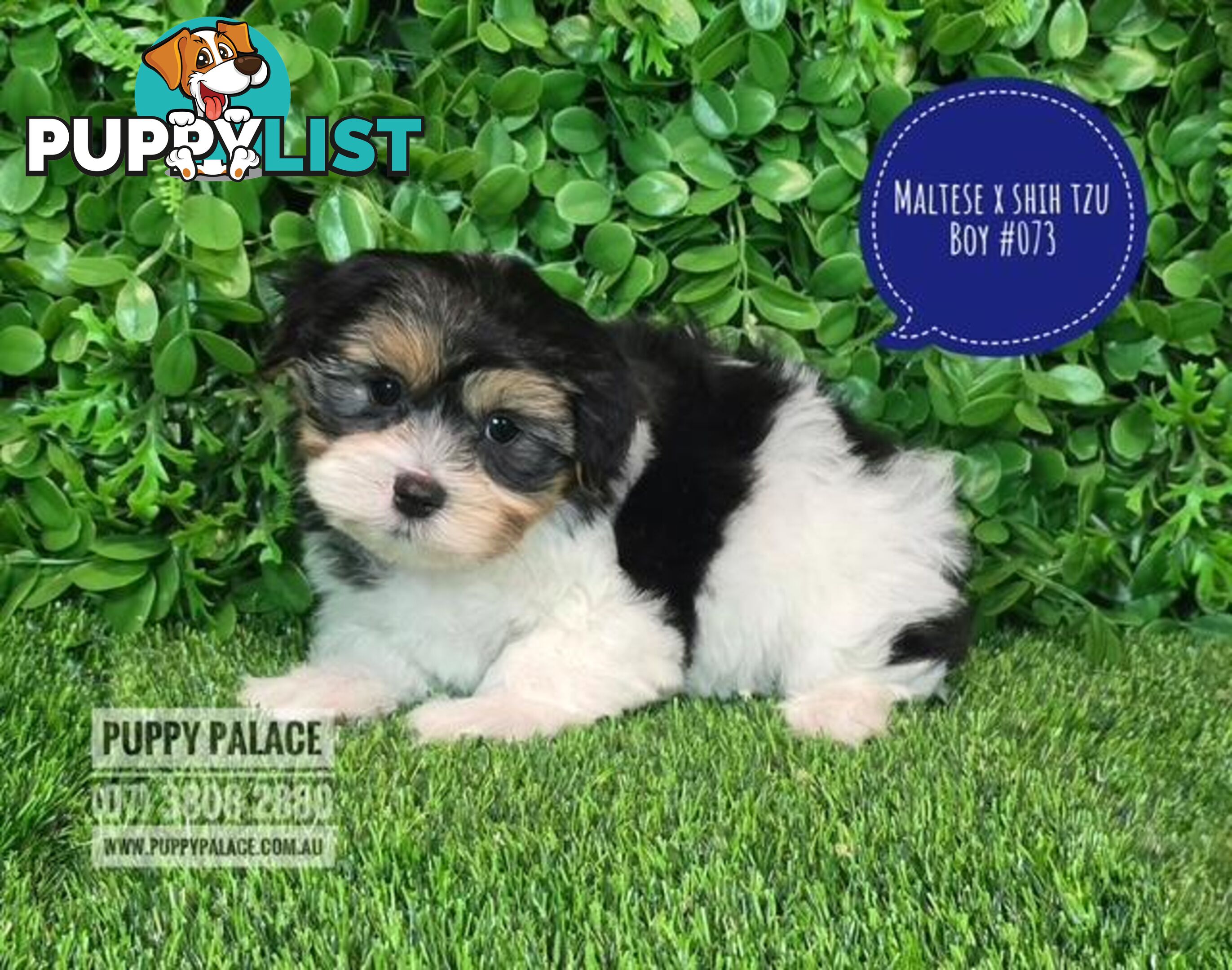Maltese X Shih Tzu - Boys. We are in store at Puppy Palace Pet Shop, Underwood