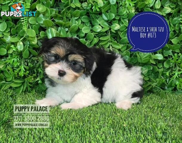 Maltese X Shih Tzu - Boys. We are in store at Puppy Palace Pet Shop, Underwood