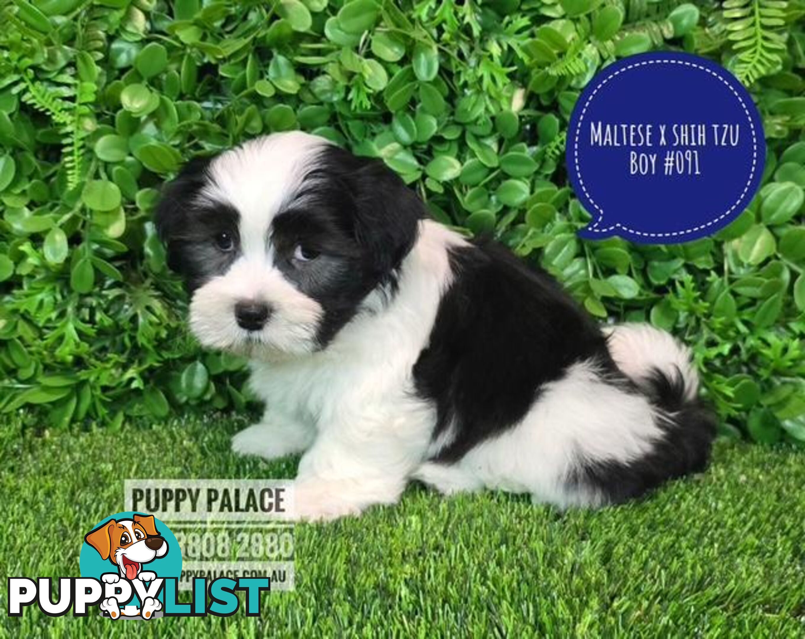 Maltese X Shih Tzu - Boys. We are in store at Puppy Palace Pet Shop, Underwood