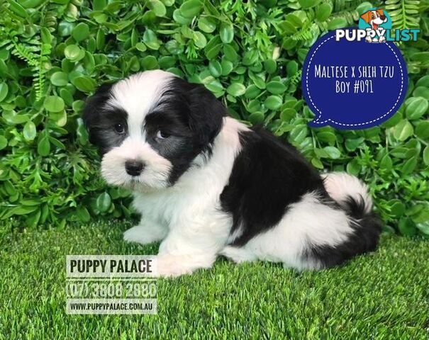 Maltese X Shih Tzu - Boys. We are in store at Puppy Palace Pet Shop, Underwood