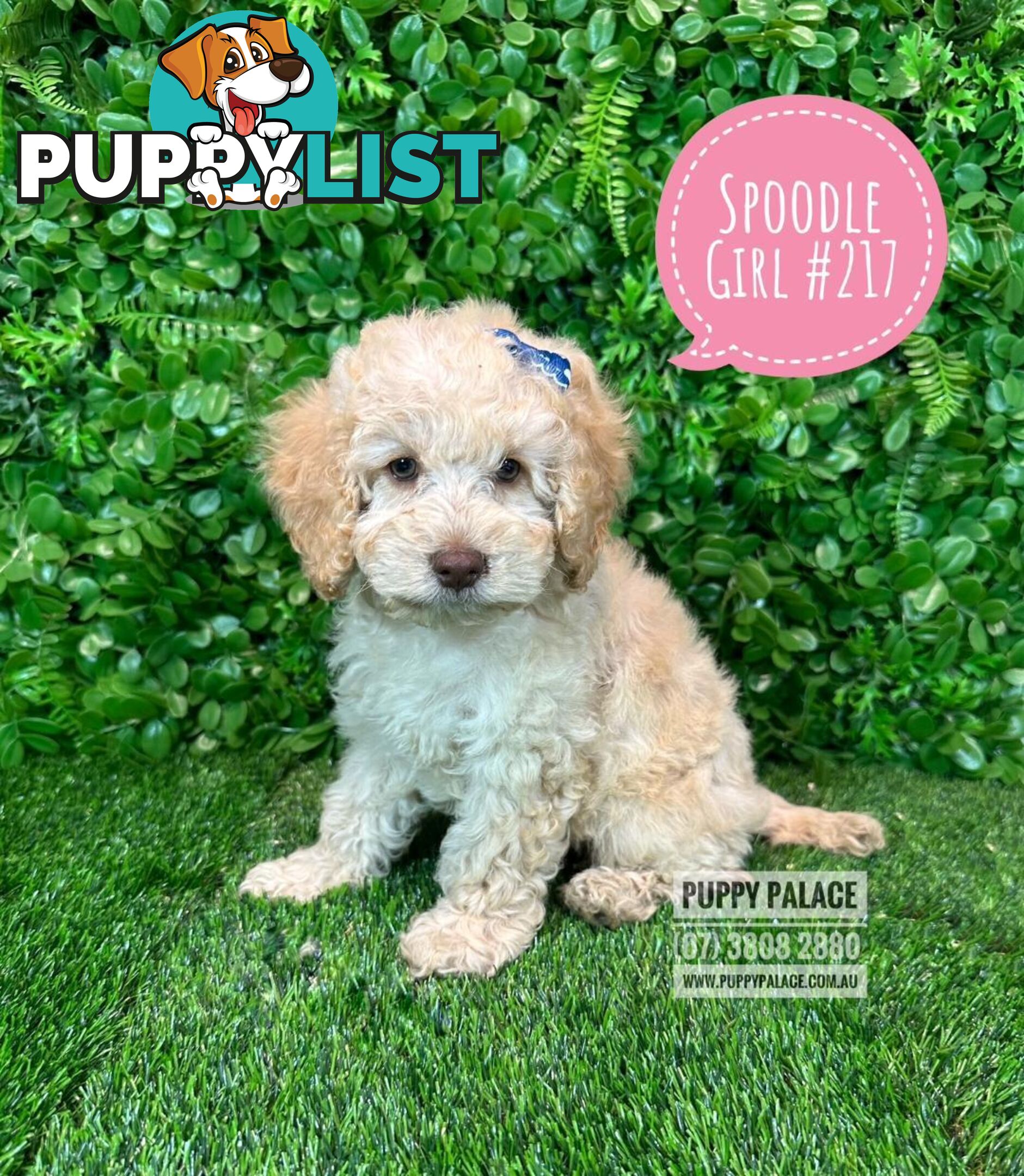 Spoodle / Cockerpoo (Cocker Spaniel X Poodle ) - At Puppy Palace Pet shop, Underwood. Brisbane