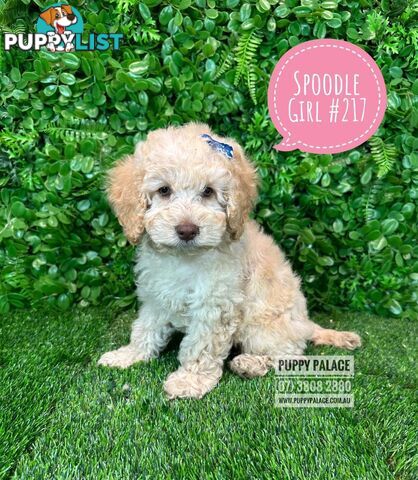 Spoodle / Cockerpoo (Cocker Spaniel X Poodle ) - At Puppy Palace Pet shop, Underwood. Brisbane