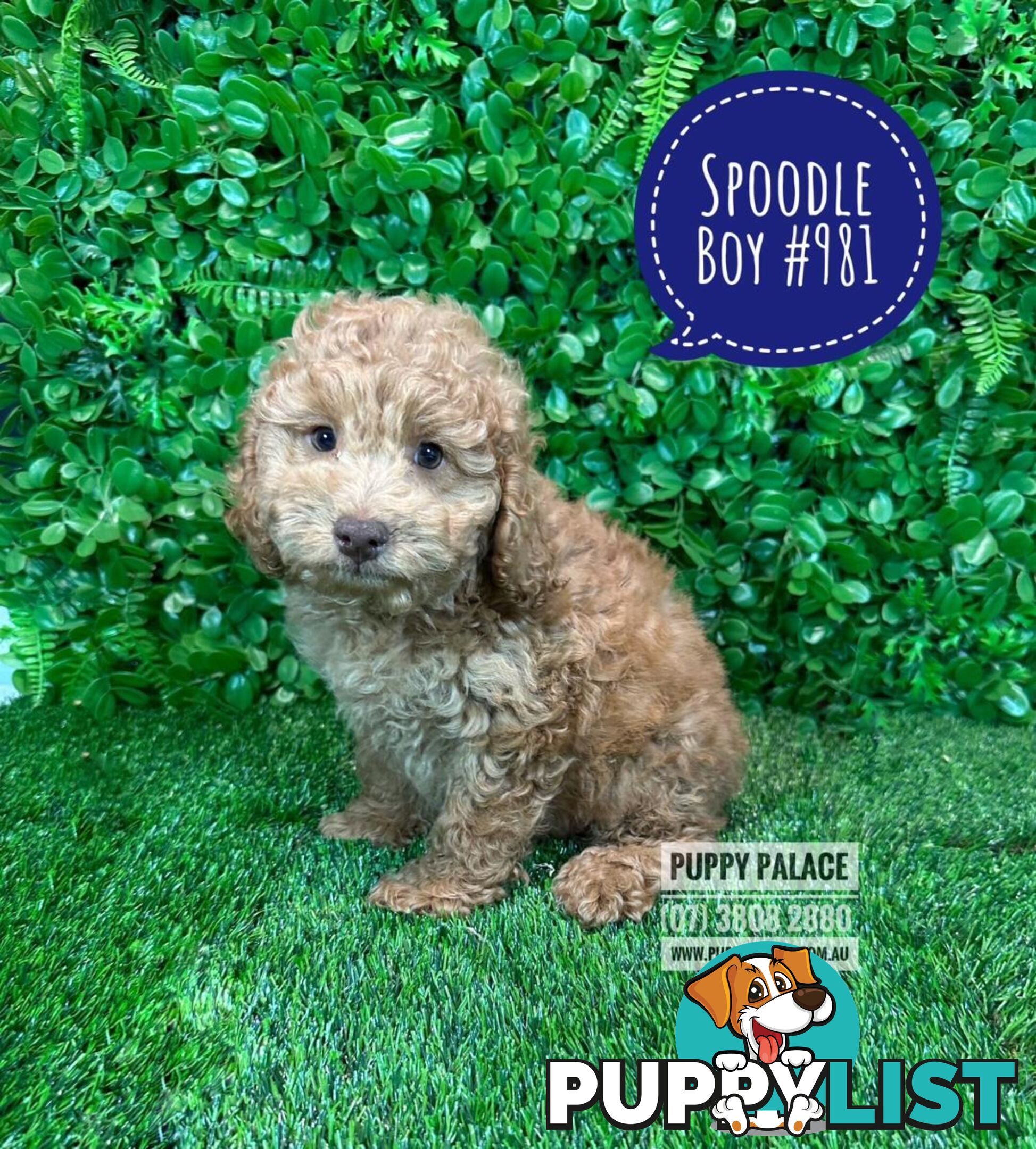 Spoodle / Cockerpoo (Cocker Spaniel X Poodle ) - At Puppy Palace Pet shop, Underwood. Brisbane