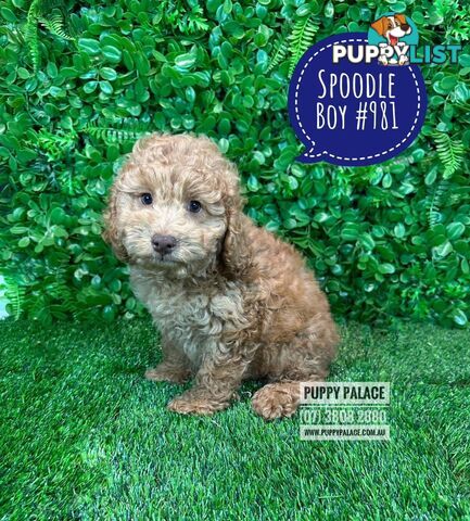 Spoodle / Cockerpoo (Cocker Spaniel X Poodle ) - At Puppy Palace Pet shop, Underwood. Brisbane