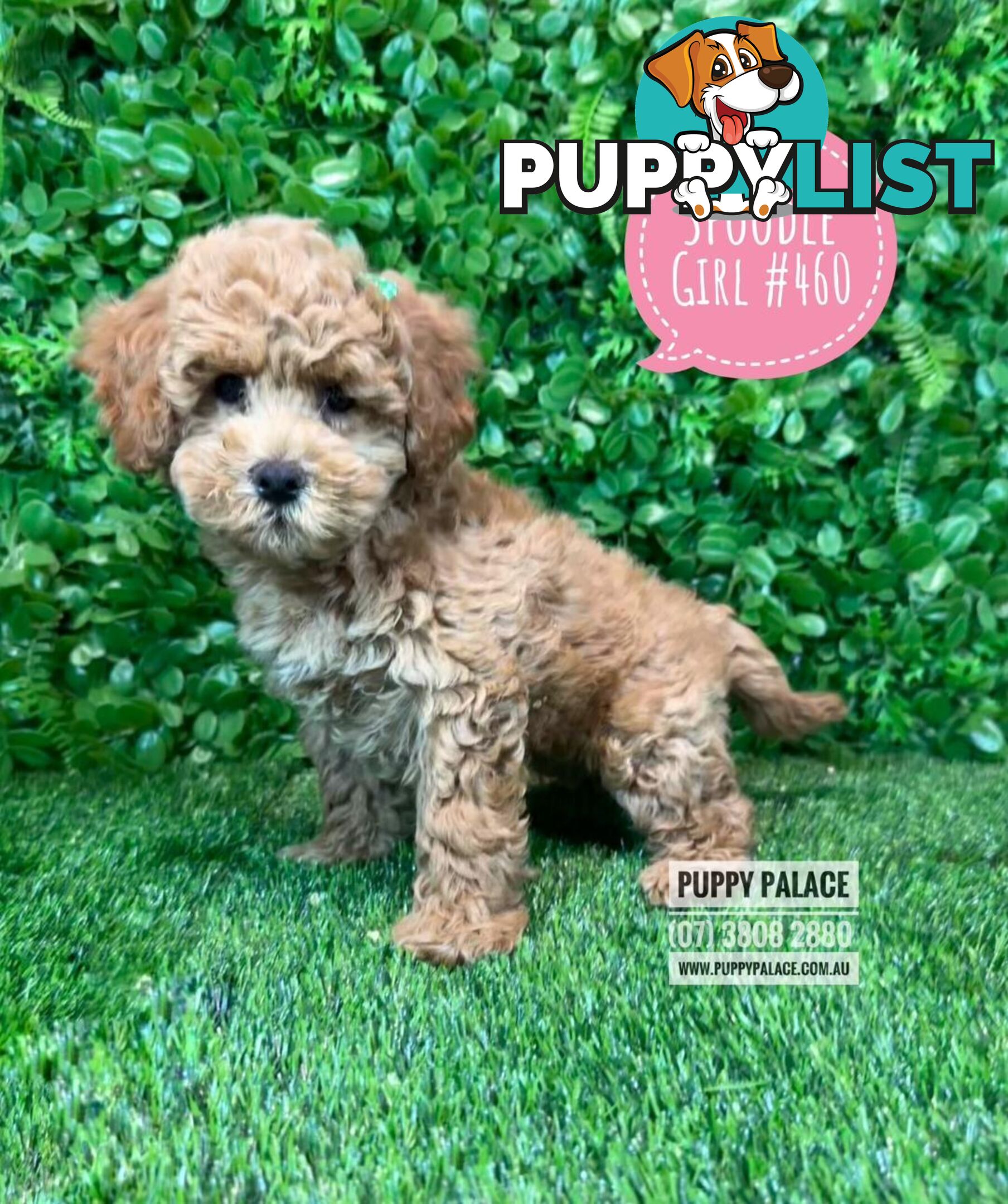 Spoodle / Cockerpoo (Cocker Spaniel X Poodle ) - At Puppy Palace Pet shop, Underwood. Brisbane