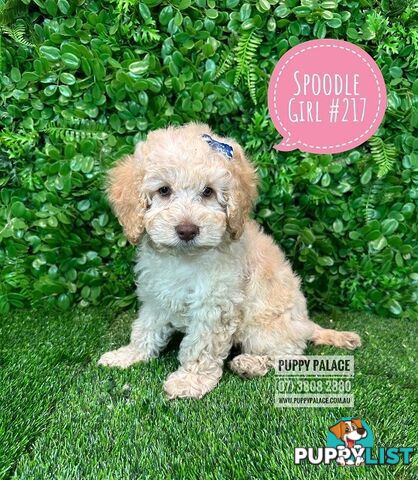 Spoodle / Cockerpoo (Cocker Spaniel X Poodle ) - At Puppy Palace Pet shop, Underwood. Brisbane