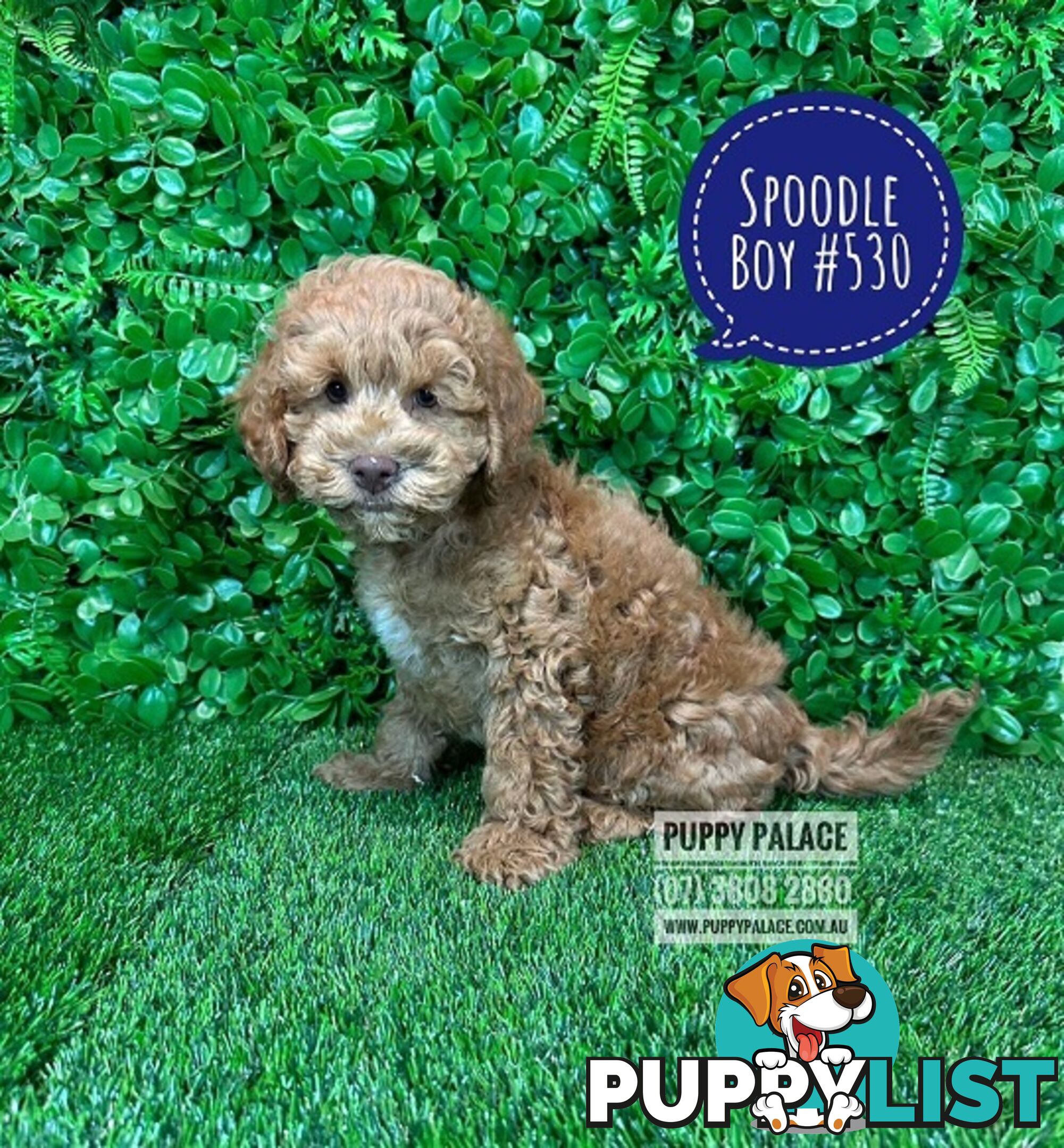 Spoodle / Cockerpoo (Cocker Spaniel X Poodle ) -  WE HAVE HAD OUR 2ND VACC. VALUE $95. At Puppy Palace Pet shop, Underwood. Brisbane