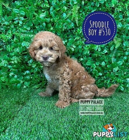 Spoodle / Cockerpoo (Cocker Spaniel X Poodle ) - At Puppy Palace Pet shop, Underwood. Brisbane