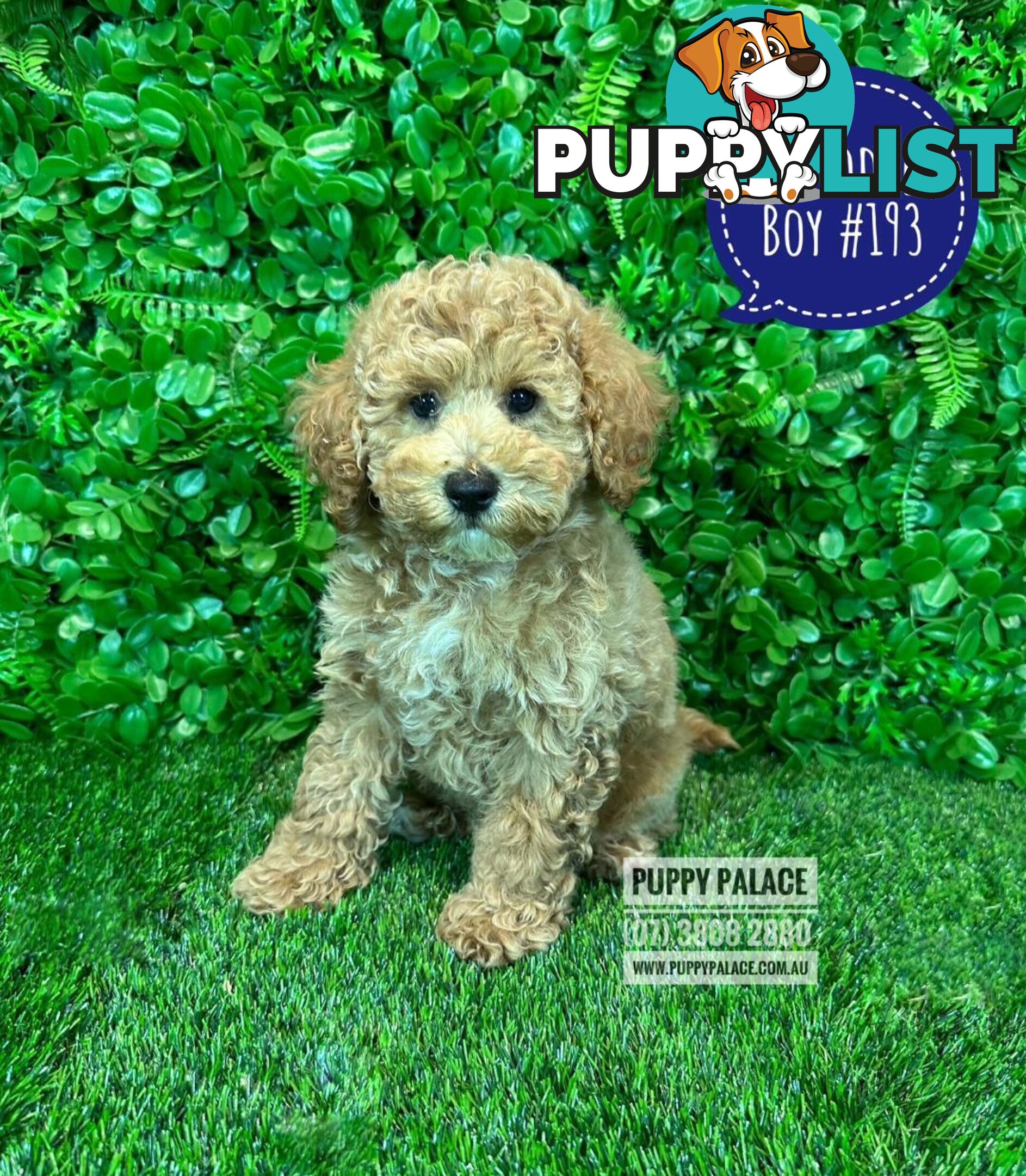 Spoodle / Cockerpoo (Cocker Spaniel X Poodle ) - At Puppy Palace Pet shop, Underwood. Brisbane