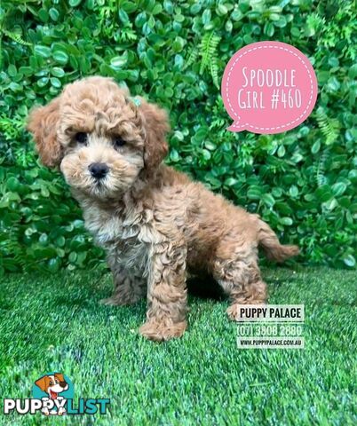 Spoodle / Cockerpoo (Cocker Spaniel X Poodle ) - At Puppy Palace Pet shop, Underwood. Brisbane