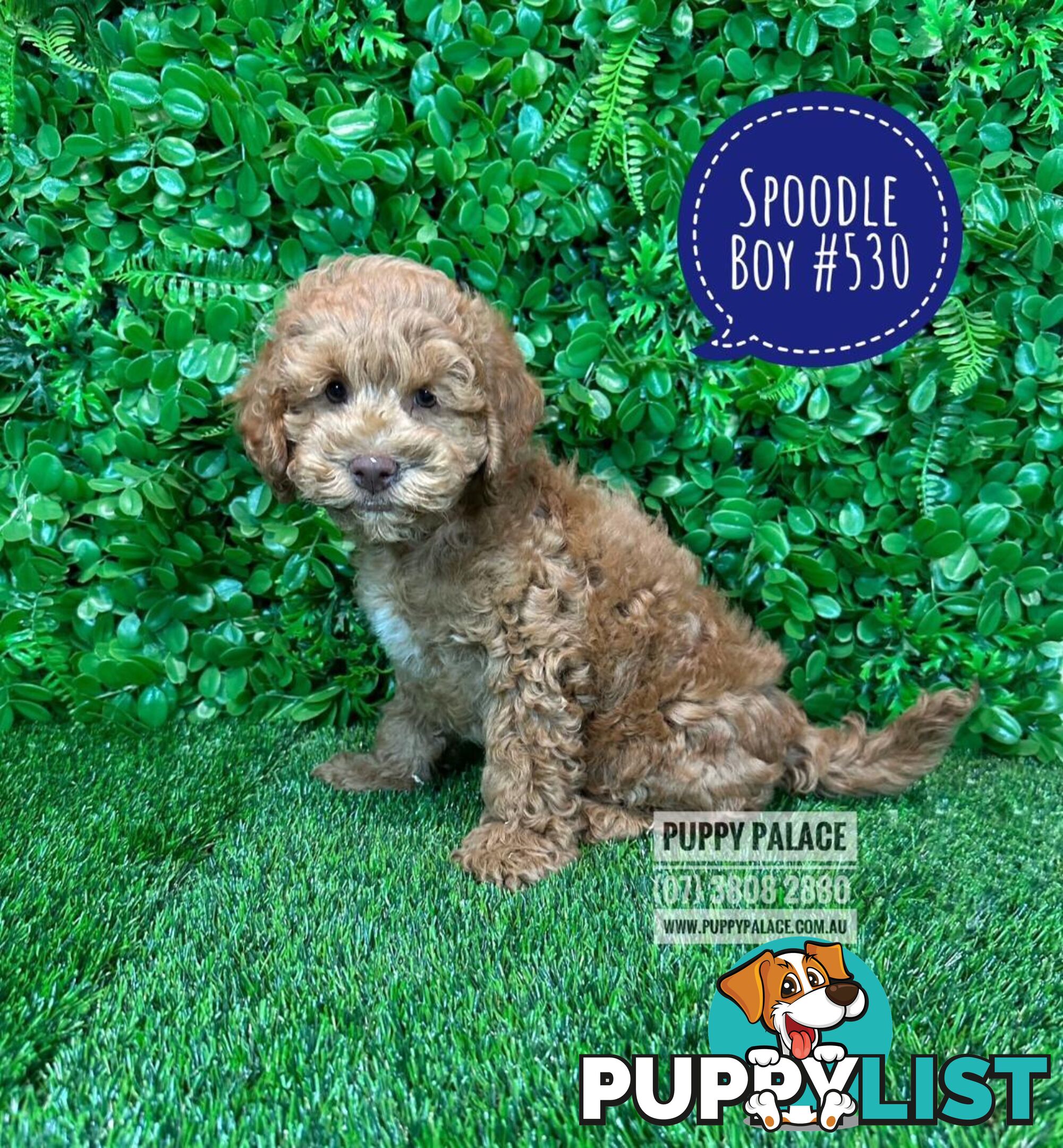 Spoodle / Cockerpoo (Cocker Spaniel X Poodle ) - At Puppy Palace Pet shop, Underwood. Brisbane