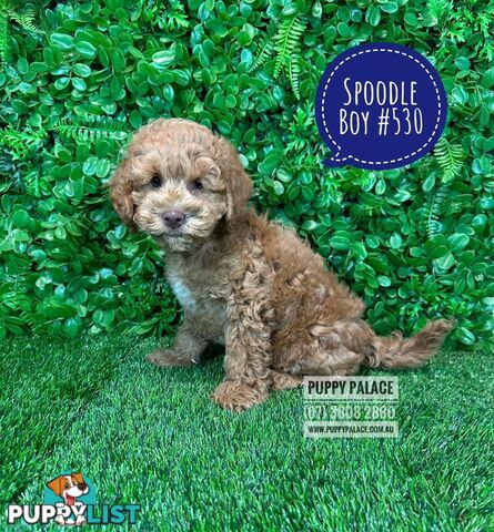 Spoodle / Cockerpoo (Cocker Spaniel X Poodle ) - At Puppy Palace Pet shop, Underwood. Brisbane