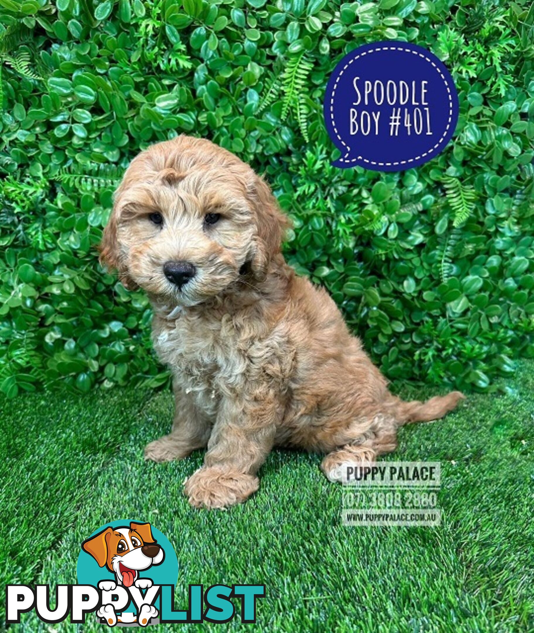 Spoodle / Cockerpoo (Cocker Spaniel X Poodle ) -  WE HAVE HAD OUR 2ND VACC. VALUE $95. At Puppy Palace Pet shop, Underwood. Brisbane