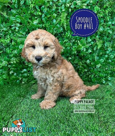 Spoodle / Cockerpoo (Cocker Spaniel X Poodle ) -  WE HAVE HAD OUR 2ND VACC. VALUE $95. At Puppy Palace Pet shop, Underwood. Brisbane