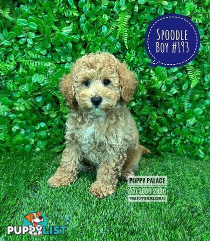 Spoodle / Cockerpoo (Cocker Spaniel X Poodle ) - At Puppy Palace Pet shop, Underwood. Brisbane