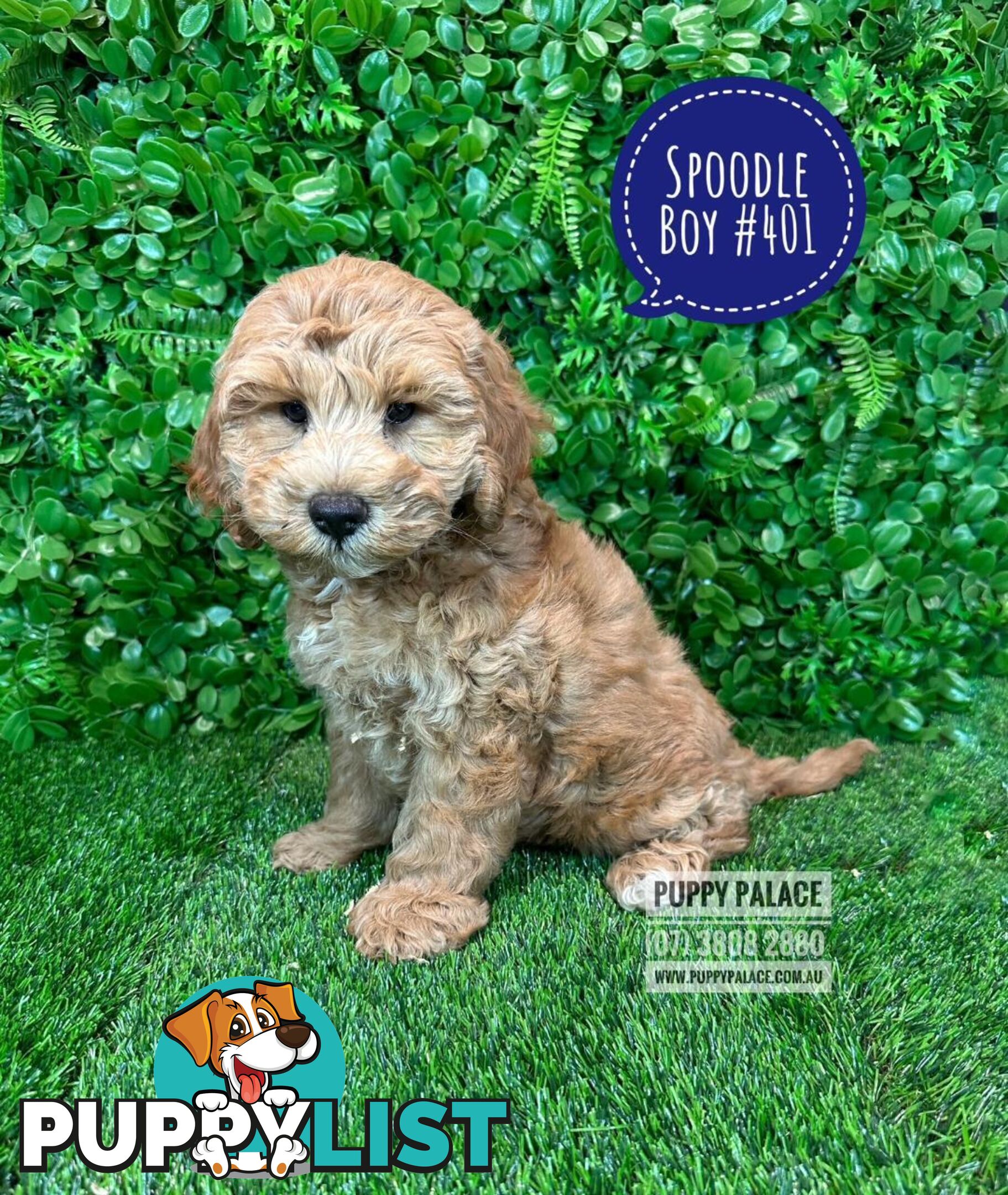 Spoodle / Cockerpoo (Cocker Spaniel X Poodle ) - At Puppy Palace Pet shop, Underwood. Brisbane