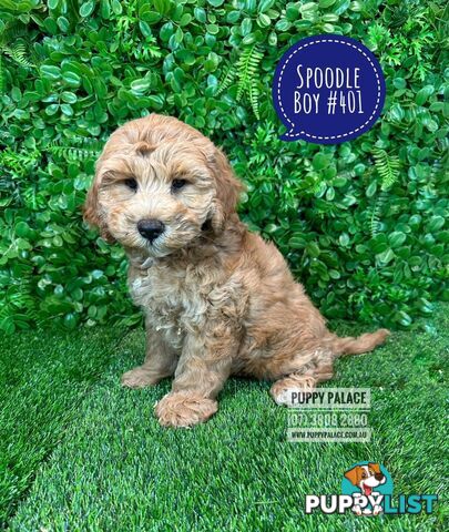 Spoodle / Cockerpoo (Cocker Spaniel X Poodle ) - At Puppy Palace Pet shop, Underwood. Brisbane