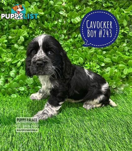 Cavocker/Cockalier (Cocker Spaniel X Cavalier King Charles Spaniel) -  Arriving into store at Puppy Palace Pet Shop, Brisbane, Loganholme on Thursday 14 August. 