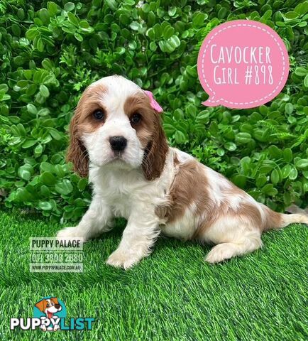 Cavocker/Cockalier (Cocker Spaniel X Cavalier King Charles Spaniel) -  Arriving into store at Puppy Palace Pet Shop, Brisbane, Loganholme on Thursday 14 August. 
