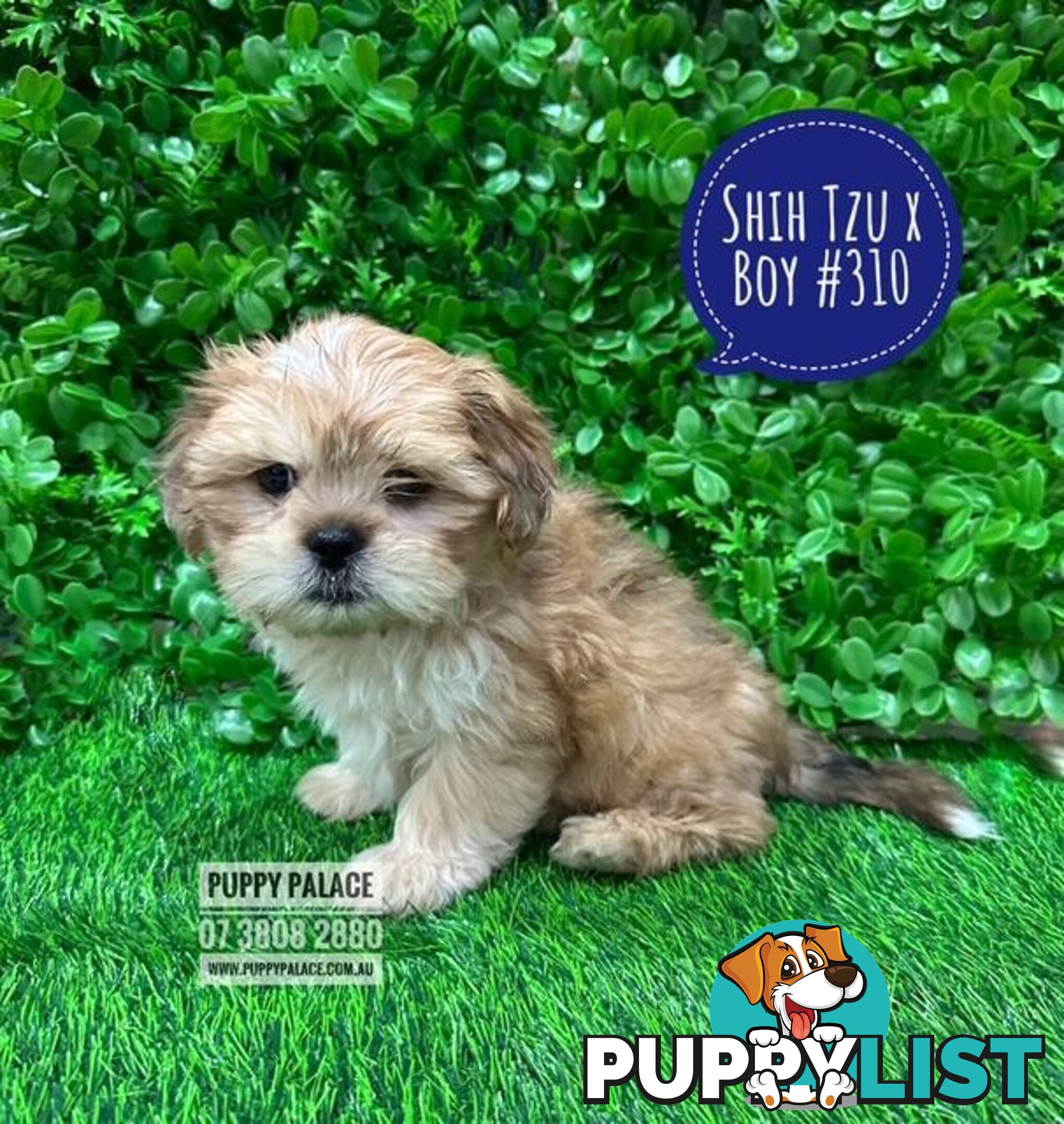 Cava Tzu (Shih Tzu X Shih Tzu/Cavalier) -  At Puppy Palace Pet Shop, Brisbane, Loganholme