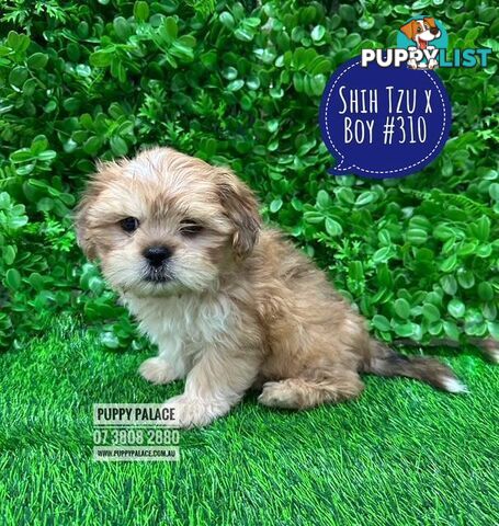 Cava Tzu (Shih Tzu X Shih Tzu/Cavalier) -  At Puppy Palace Pet Shop, Brisbane, Loganholme