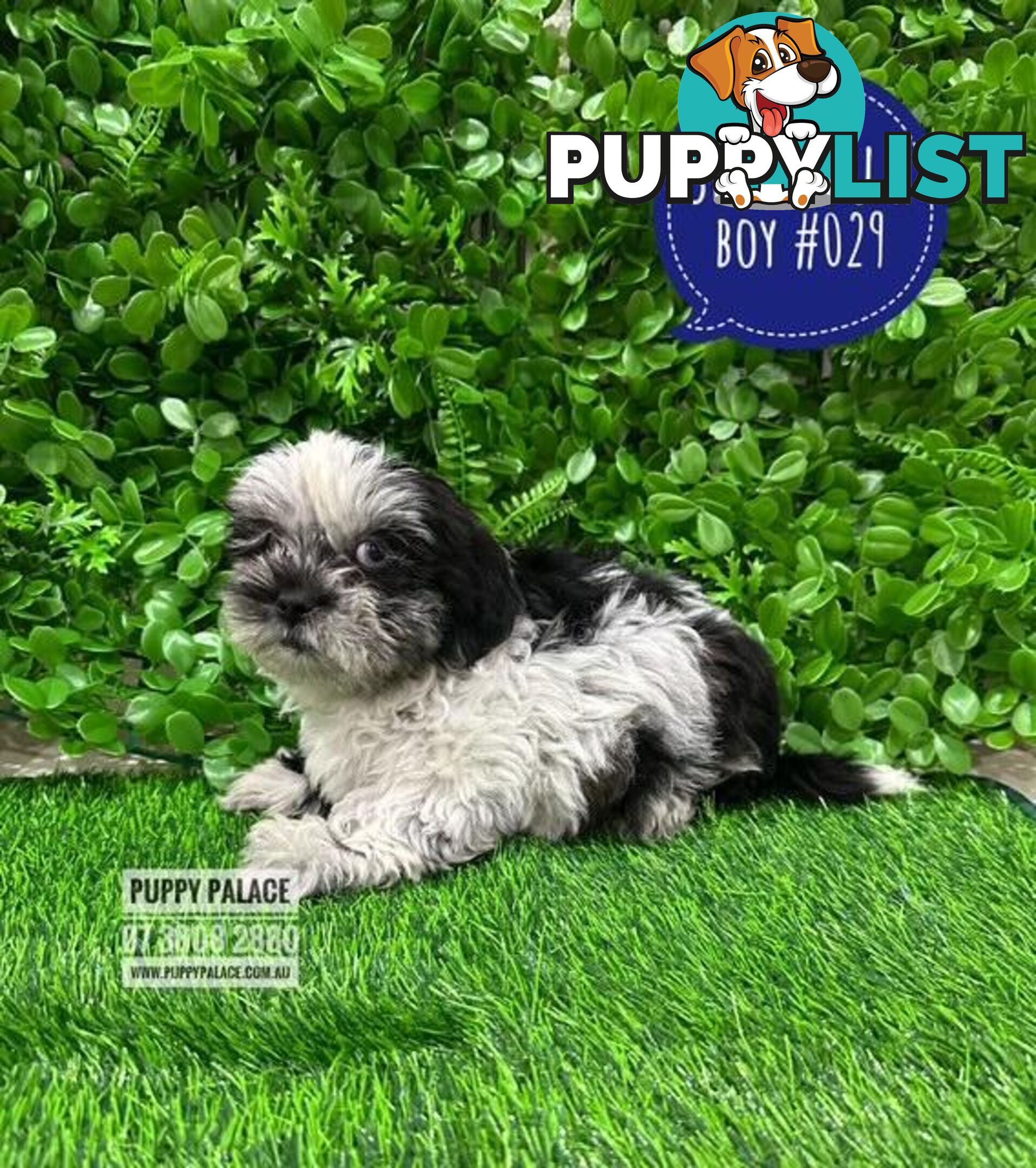 Cava Tzu (Shih Tzu X Shih Tzu/Cavalier) -  At Puppy Palace Pet Shop, Brisbane, Loganholme