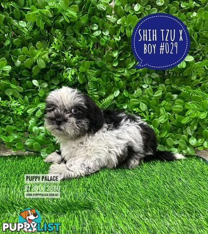 Cava Tzu (Shih Tzu X Shih Tzu/Cavalier) -  At Puppy Palace Pet Shop, Brisbane, Loganholme