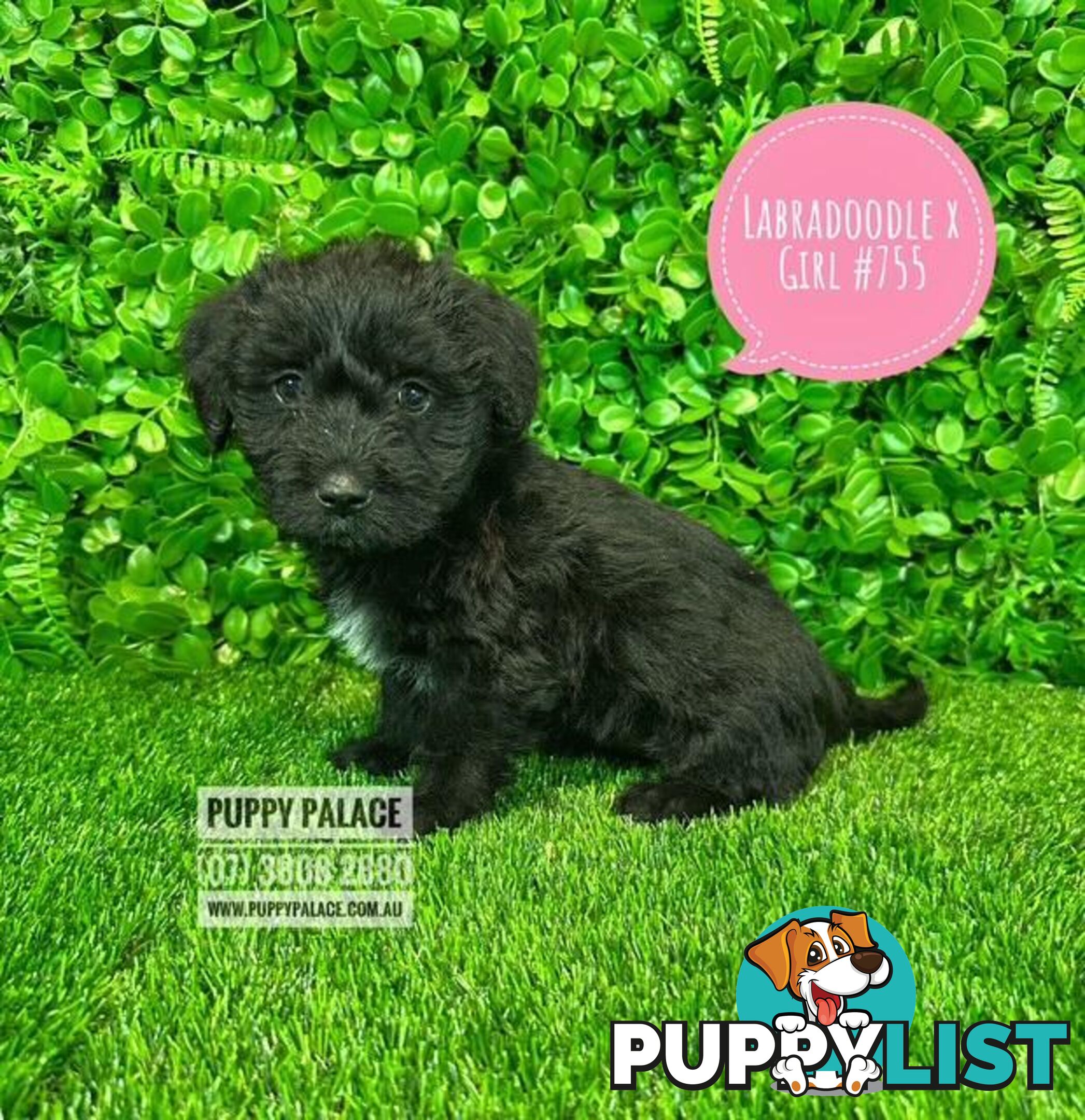 Labradoodle X (Maltese X) -  At Puppy Palace Pet Shop, Brisbane