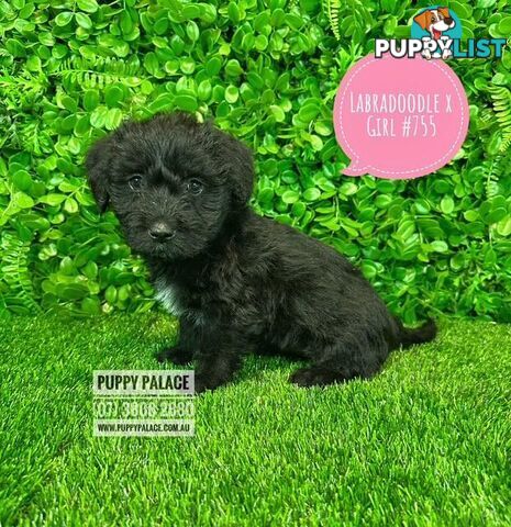 Labradoodle X (Maltese X) -  At Puppy Palace Pet Shop, Brisbane