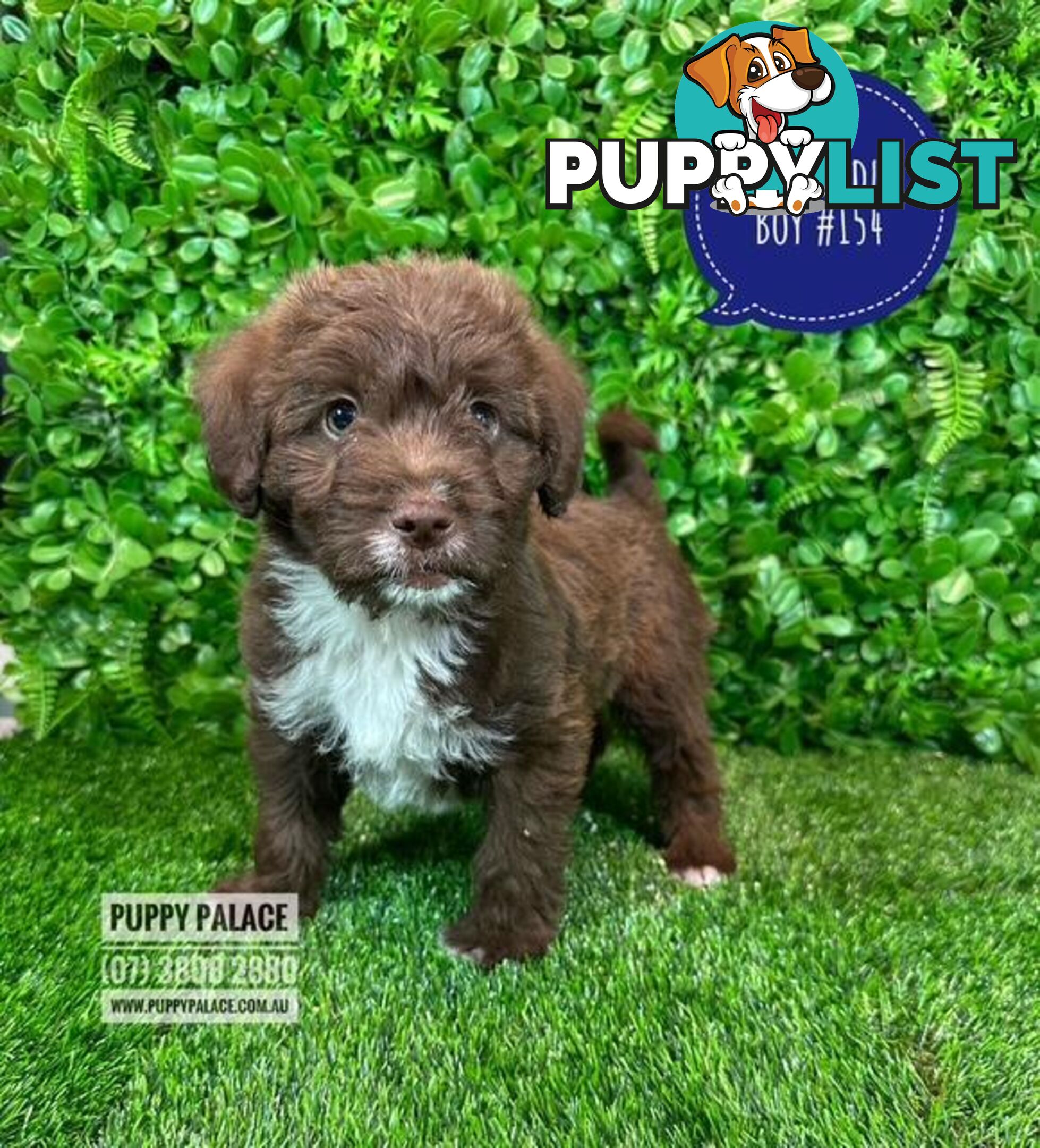Labradoodle X (Maltese X) -  At Puppy Palace Pet Shop, Brisbane