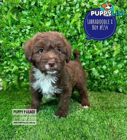 Labradoodle X (Maltese X) -  At Puppy Palace Pet Shop, Brisbane