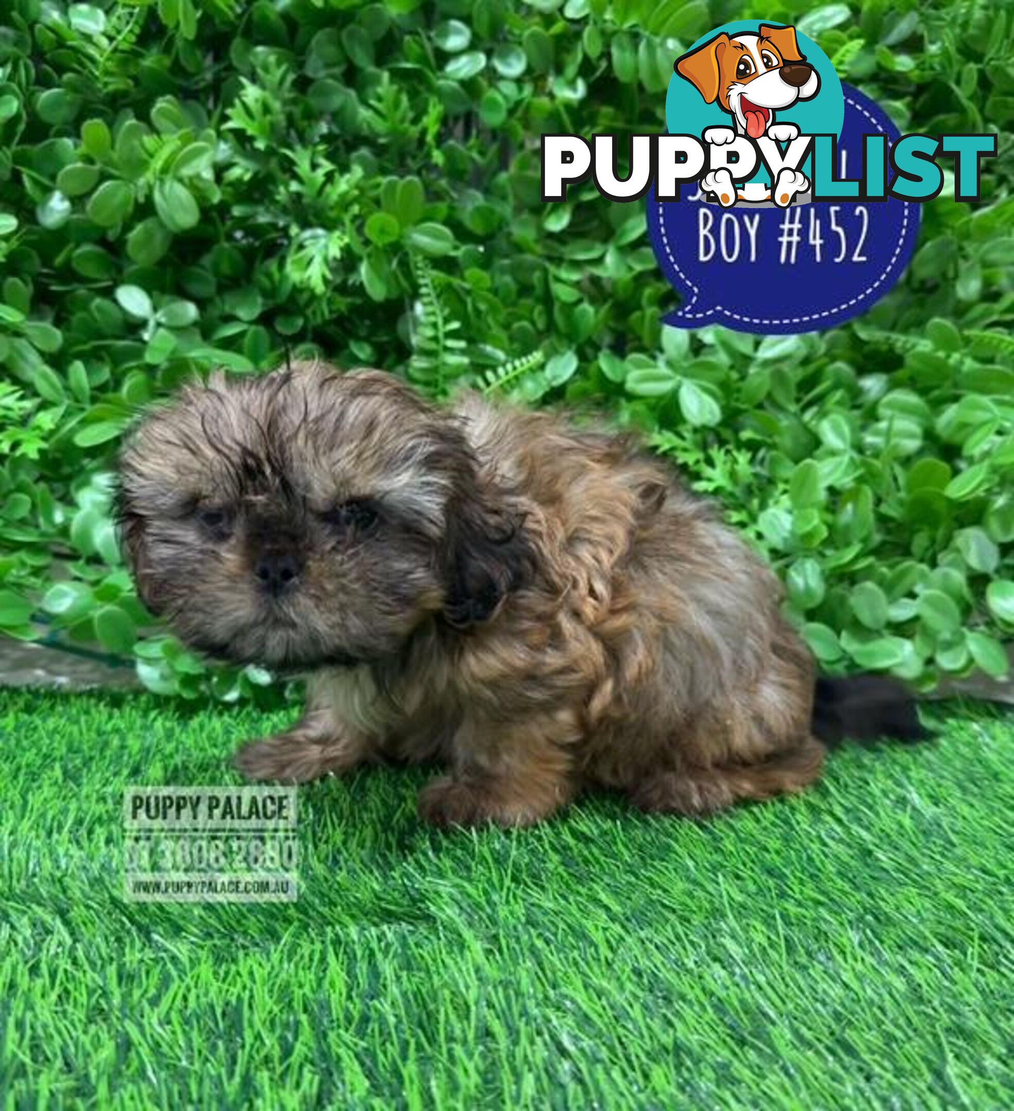 Cava Tzu (Shih Tzu X Shih Tzu/Cavalier) -  At Puppy Palace Pet Shop, Brisbane, Loganholme