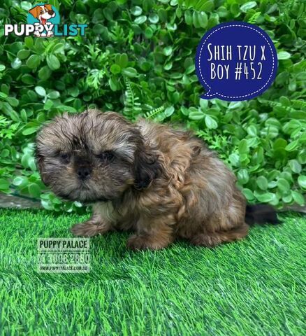 Cava Tzu (Shih Tzu X Shih Tzu/Cavalier) -  At Puppy Palace Pet Shop, Brisbane, Loganholme