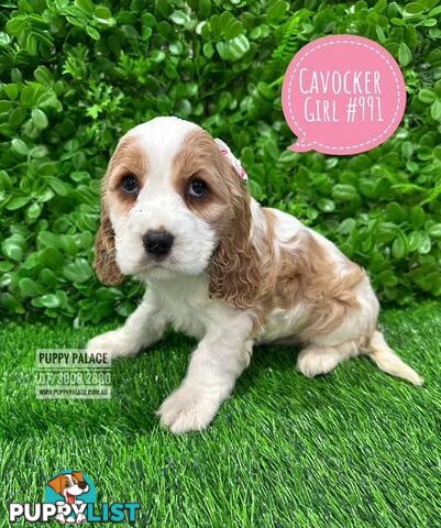 Cavocker/Cockalier (Cocker Spaniel X Cavalier King Charles Spaniel) -  Arriving into store at Puppy Palace Pet Shop, Brisbane, Loganholme on Thursday 14 August. 