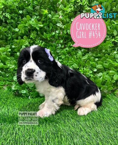 Cavocker/Cockalier (Cocker Spaniel X Cavalier King Charles Spaniel) -  Arriving into store at Puppy Palace Pet Shop, Brisbane, Loganholme on Thursday 14 August. 