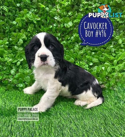 Cavocker/Cockalier (Cocker Spaniel X Cavalier King Charles Spaniel) -  Arriving into store at Puppy Palace Pet Shop, Brisbane, Loganholme on Thursday 14 August. 