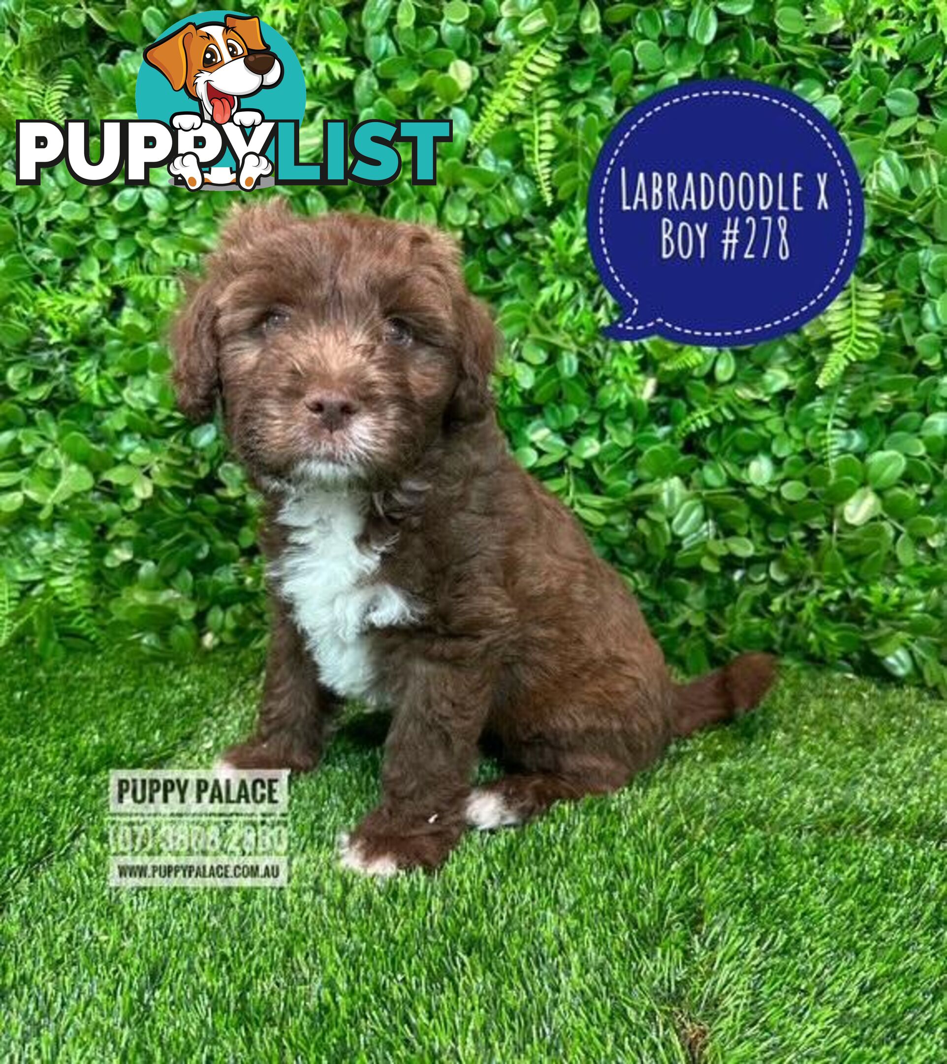 Labradoodle X (Maltese X) -  At Puppy Palace Pet Shop, Brisbane