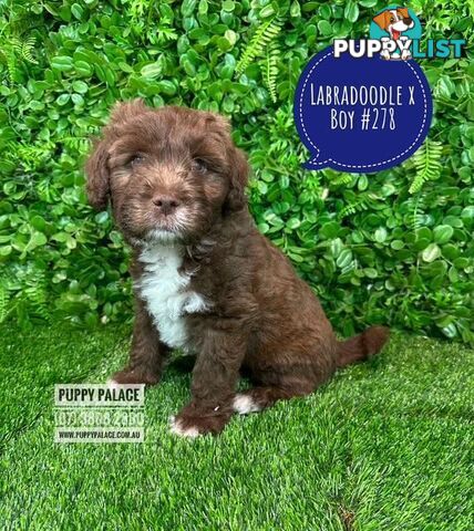 Labradoodle X (Maltese X) -  At Puppy Palace Pet Shop, Brisbane