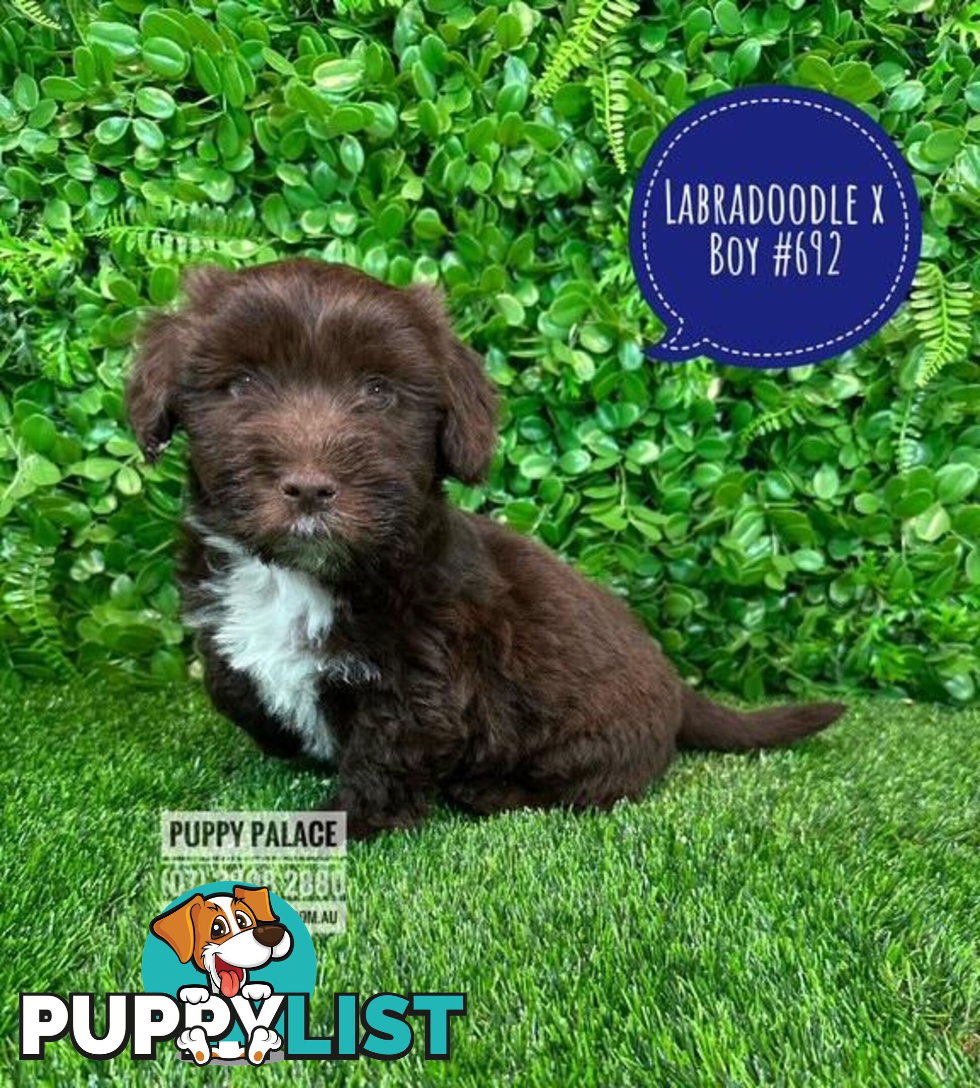 Labradoodle X (Maltese X) -  At Puppy Palace Pet Shop, Brisbane